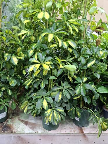 Другие комнатные растения: Предлагаются различные комнатные растения в горшках. В наличии кротоны — 18