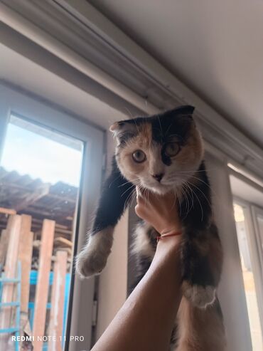 купить котенка вислоухого: Шотландские вислоухие котята. Описание: - Порода: шотландская