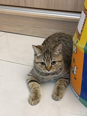Скотиш Фолд (Шотландская вислоухая), 7 месяцев, Мальчик, Приучена к лотку