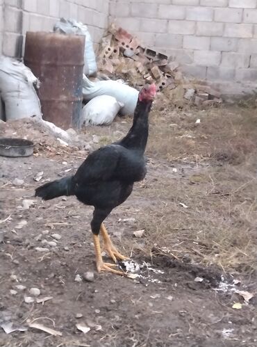 купить декоративных курей: Продаю | Петух | Дакан | Для боев