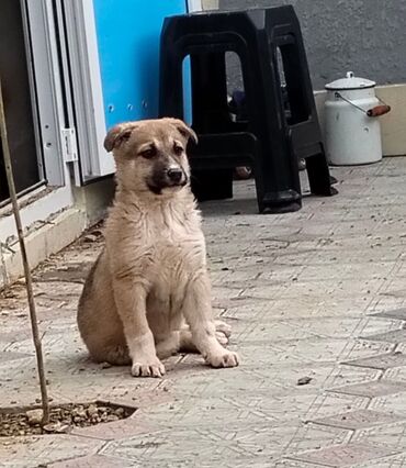 en gozel it adlari: Belçika çoban iti, 2 ay, Dişi, Ünvandan götürmə