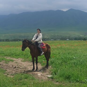Туристические услуги: Конный Туризм Прокат лошадей обучения верховой езде организация — 12