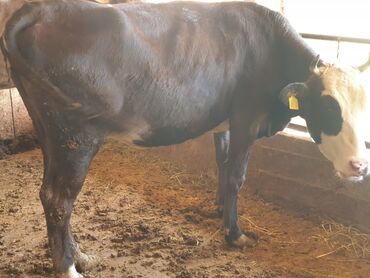 Коровы, быки: Продаю | Корова (самка), Тёлка | На откорм