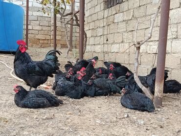 Toyuqlar: Təzə Alman Avstralorp Yumurtaları – Cavan və Sağlam! Yumurtalar -da lalafo.az — 3 Toyuqlar: Təzə Alman Avstralorp Yumurtaları – Cavan və Sağlam! Yumurtalar — 3