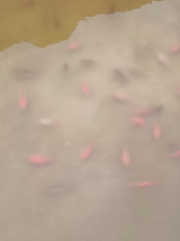 Akvariumlar: Oranda 2 quyruq qiyməti 2 manat 4 quyruq qiyməti 3 manat. Ünvan — 11