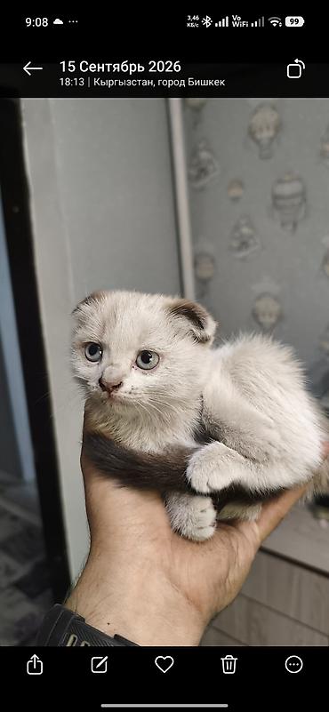 сиамская кошка котята: Шотландские вислоухие котята (Scottish Fold) смешанные с сиамским — 1