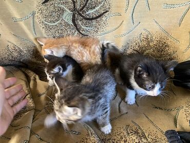 объявления о пропаже животных: Кошка даром: Беспородная, Мальчик