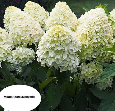 Гортензия: Метельчатая гортензия для сада - Крупные конусовидные соцветия 20–35 — 6