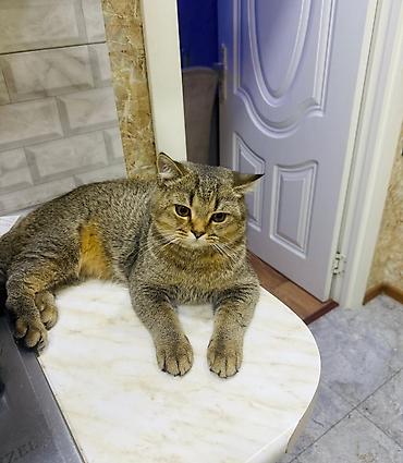 shinshilla: Qızıl şinşilla, Erkək, Cütləşmə üçün — 1