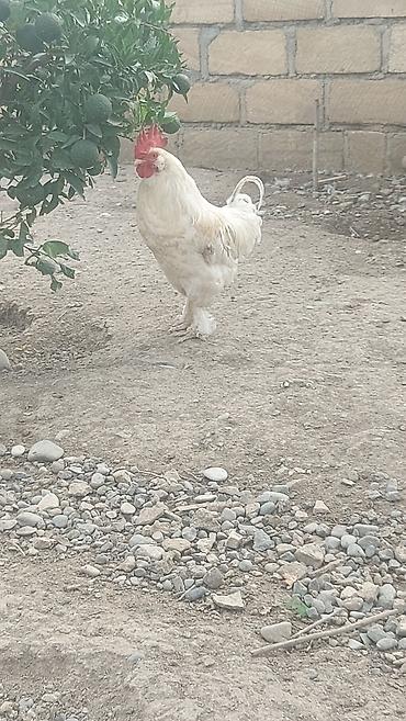 cücə və xoruz: Salam 1 ədəd bəzəkli yerli xoruz satılır 1 illiklər, damazlıq üçün — 2