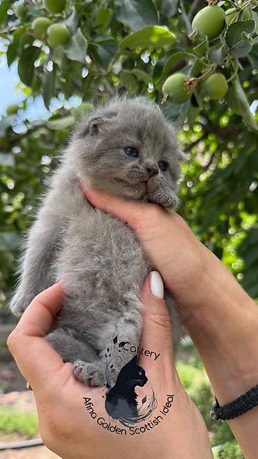 голубь птицы: Скотиш Фолд (Шотландская вислоухая), 1 месяц, Мальчик, Голубой, Приучена к лотку — 6