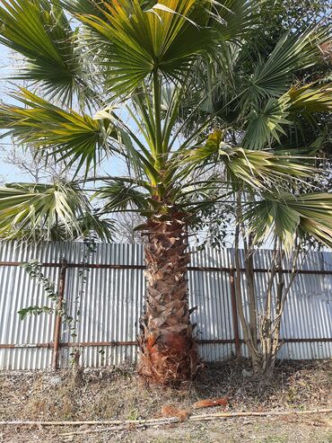 Ev və bağ: 700 azn satram palma