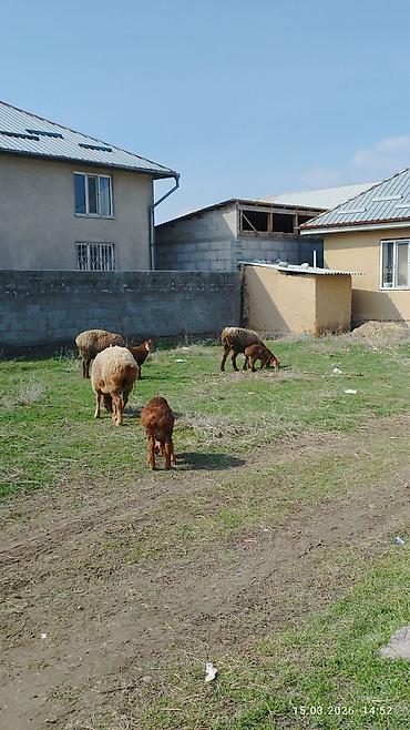 Баран, овца: Продаю | Овца (самка) | Для разведения | Матка — 1