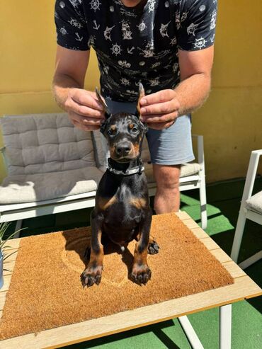 Psi: Doberman stenad. Ostenjeni su 28.06.2025. Spremni su za preuzimanje — 3