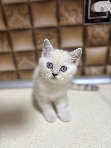 Pişiklər: Britan — 1