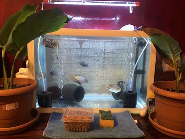 akvarium balığı: Tək akvaryum satılır qiymət 40 azn 60x40x30