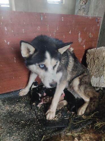 İtlər: Xaski, 1 ay, Erkek — 1