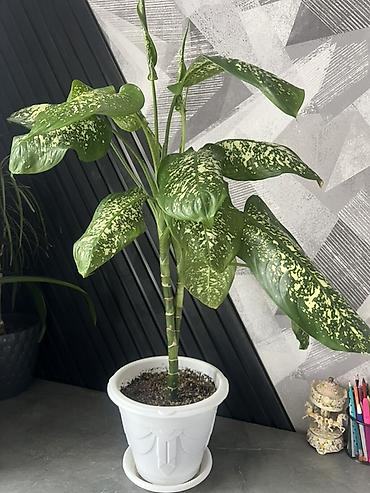 Драцены и Сансевиерии: Доставка по городу бесплатно . Адаптированные пересаженные Комнатные — 14