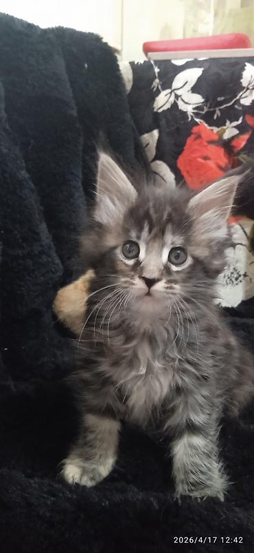 Продажа кошек: Мейн-кун, 1 месяц, Девочка — 8