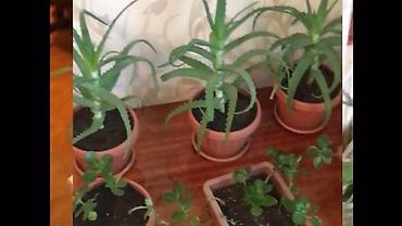 Алоэ: АЛОЭ Древовидные ("Столетники"). Возраст: от 3 лет и больше — 19