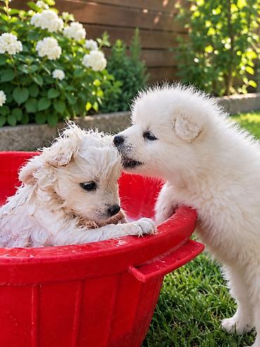 İtlər: Samoyed, Peyvəndli — 15