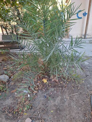 qizil gulun qiymeti: Xurma palması.5 ilin ağacıdı. gənclik m yaxın