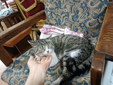 Отдам даром кошку: Кошка даром: Беспородная, 2 года, Девочка