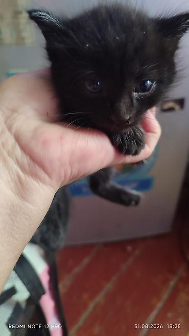 маленькие котёнки: Котята 1 мес 4 шт — 3