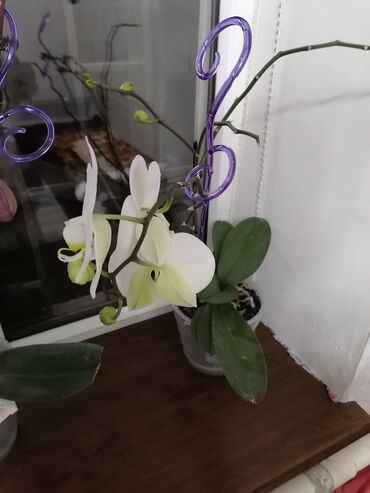 комнатные растения лимон: Врхидеи, очень красивые
