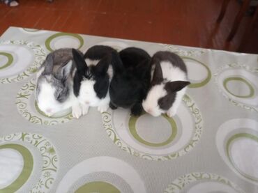 Dovşanlar: Ev dovşanı balaları satılır. Karlik(cırtdan) cinsi. Sağlam və — 12