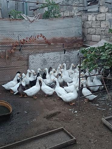 K/t heyvanları və malları: Ördek sürüsü Pekin Ördekleri 44 əded 1 ədədi 20 Azn. ünvan hövsan — 3
