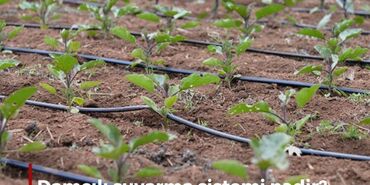 Başqa xidmətlər: Bağ və villalarda qazon üçün sprinkerlər vasitəsilə ağac və kollar — 4