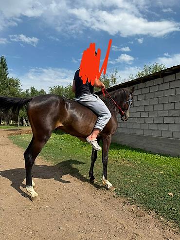 собаки хаски щенки: Продаю | Жеребец | Для разведения, Рабочий, Конный спорт | Племенные, Осеменитель — 6