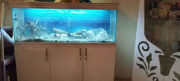 Akvariumlar: Tecılı olaraq akvarium satilir. 1.50x50x65