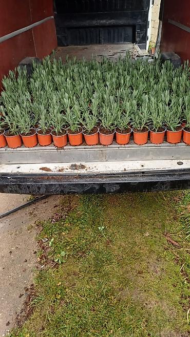 lavanda gülü qiyməti: Lavanda fidanları – saksıda - Bitki: Lavandula (lavanda) — 1