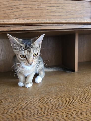абиссины: Продам котёнка! 🐱 Очень активный, игривый и энергичный малыш — 2