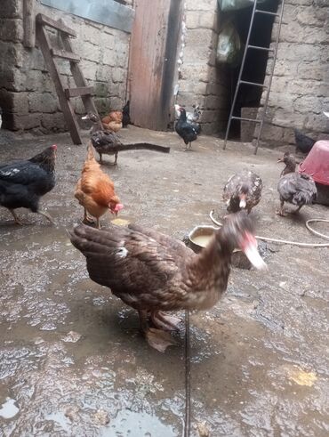 Digər quşlar: Salam. 4 ədəd erkək lal ördək satılır. 4 aylıq iri quşlardır. Düzdü — 3