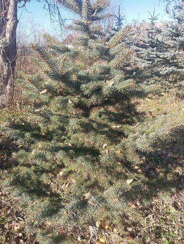 Декоративные деревья: Саженцы деревьев: Ели — 6
