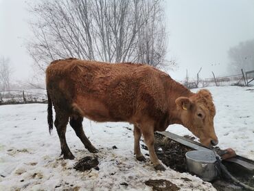 Коровы, быки: Продаю | Корова (самка) | Герефорд, Бельгийская | Для разведения, Для молока