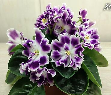 Фиалки и глоксинии: 🌱🌺🌱 Продаю сортовые ДЕТКИ стандартных, трейлерныхмини и полумини — 6