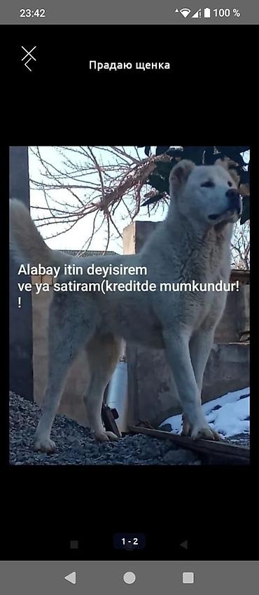 Alabay, 2 il, Dişi, Cütləşmə üçün, Ünvandan götürmə