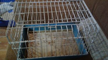 Qəfəslər: Xamyak ucun Qefes satilir qiyməti 25 azn bashqa qefeslerde var -da lalafo.az — 5 Qəfəslər: Xamyak ucun Qefes satilir qiyməti 25 azn bashqa qefeslerde var — 5