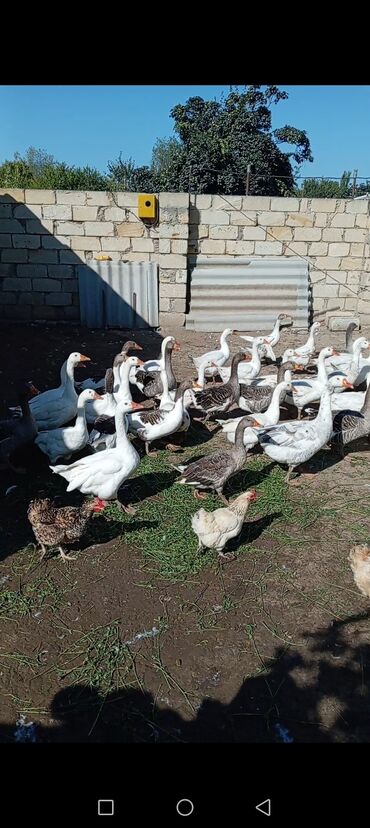 dovsan eti: Damazlıq qaz və toyuq sürüsü - Növ: ağ və boz rəngli yerli qazlar