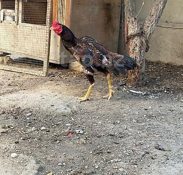 heyrətilər: Heyvan 2yaş tamamdi temiz toyuq tukdu cinsli qanli heyvandi heyet — 2