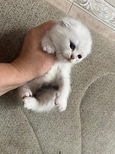 Pişiklər: Yaxşı əllərə — 11