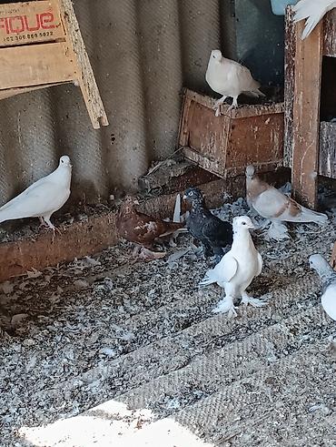животные собака: Голуби голубей птицы. на игру — 2
