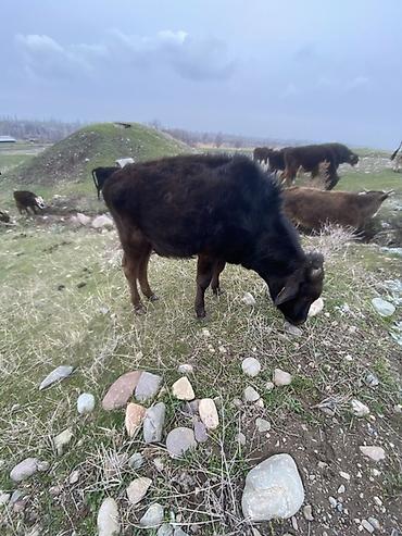 Коровы, быки: Продаю | Бык (самец) | Полукровка | Для разведения — 3