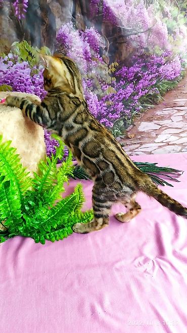 Продажа кошек: Бенгальские Детки .проф питомник Бен Гла Мур. предлагает Девочек и — 16