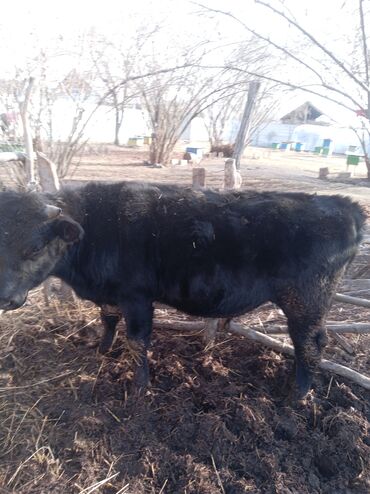 Inəklər, öküzlər: Erkək, il: 1, 360 kq, Damazlıq, Ünvandan götürmə — 3