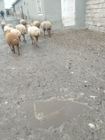 Qoyunlar, qoçlar: 10 eded quzu 4erkey və 6disi qiymət alıcıyla razılaşma yolu ile.Cox — 9